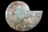 Agatized Ammonite Fossil (Half) - Madagascar #83795-1